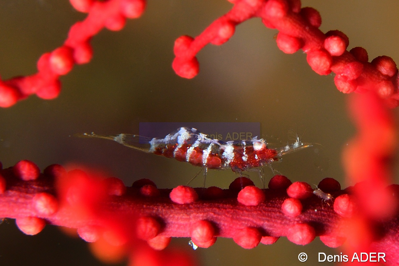 Hamodactylus boschmai  Crevette de Baschma-Wangi Wangi Island-22m-20180601-Denis-ADER-DSC_3051_tn.jpg